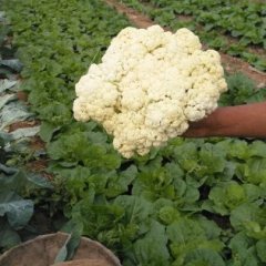 泾阳云阳赵剑9月松花菜