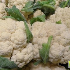 陕西泾阳赵剑白雪70菜花质量上乘