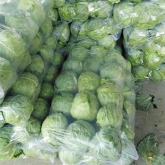 2015泾阳赵剑甘蓝今年价格有看点