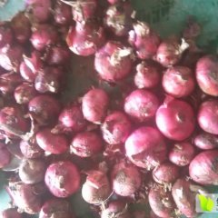 常年红皮洋葱购销，存储!
