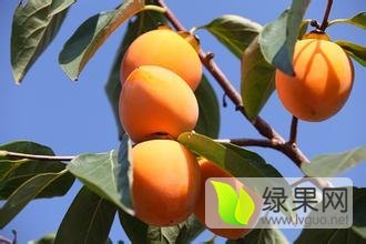 山东临沂费县牛心柿子欢迎选购！