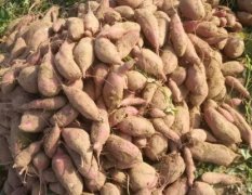 河北磁县商薯19红薯种苗香甜可口