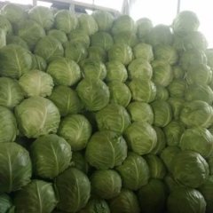 河北磁县甘蓝价格行情平稳