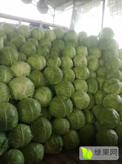 2015年河北磁县荷兰皮球价格