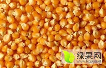 磁县玉米香甜可口,漳河王志晨诚信合作
