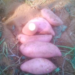 2015元氏红薯抓住商机无限