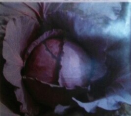 河北曲周紫甘蓝火热上市