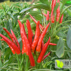 2015桃城辣椒走过路过不要错过