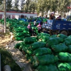 清苑清凉王10月中甘21甘蓝