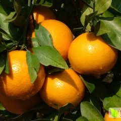 广东连州沙糖桔香甜可口