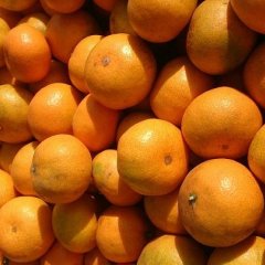 湖南石门柑橘名优产品