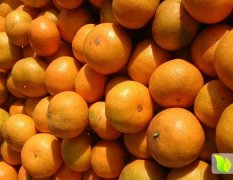 湖南石门柑橘名优产品