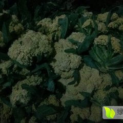 东昌府白面青梗松花菜质量上乘沙镇刘刚诚信合