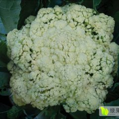 湖北省绿色松花菜