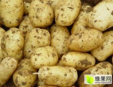 内蒙古鄂托克前旗荷兰十五土豆质量上乘