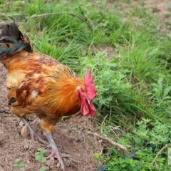 2015金堂鸡现在订货有惊喜