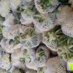 江苏沛县河口赵先生10月白面青梗松花菜菜花