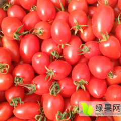 莘县莘县王国良9月樱桃西红柿柿子