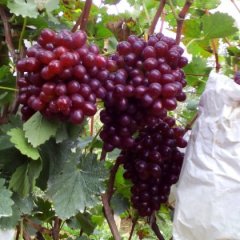 2015莱西葡萄俏销大江南北