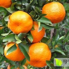 四川雁江资阳柑橘绿色无公害