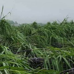 台风彩虹过后，甘蔗倒了不少，蔗农心急如焚，