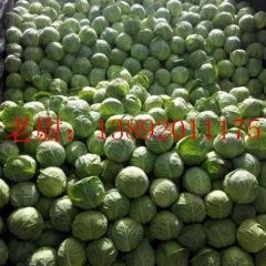 陕西三原中甘21甘蓝价格行情平稳