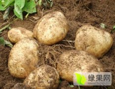 内蒙古自种300亩荷兰十五土豆