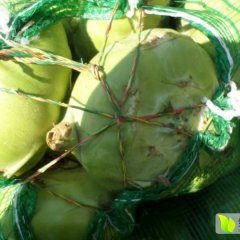 山东肥城王皮蓝（皮拉疙瘩）大量供应中