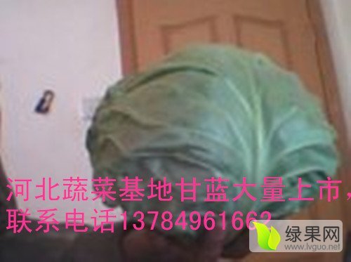 2020年河北定州春玉甘蓝价格