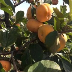 巩义柿子品质优良,鲁庄李文诚信合作