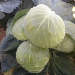 兴城甘蓝著名品牌,荷兰杨刚诚信合作