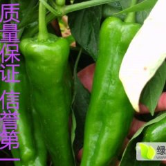 夏邑辣椒名扬天下何营小何诚信合作