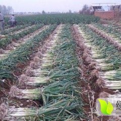 黑龙江北林长白大葱早买早赚