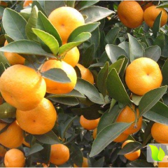 湖北宜昌蜜桔