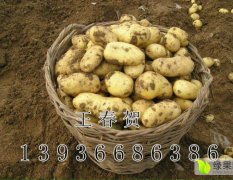黑龙江省哈尔滨市呼兰区白奎镇马铃薯繁育基地