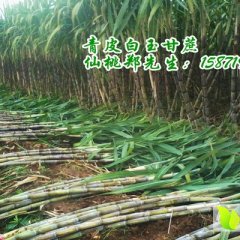 湖北仙桃青皮白玉甘蔗 18元/捆 绿色无公害