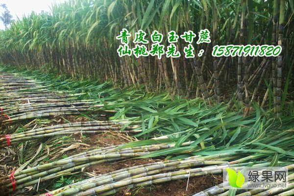 2015年湖北仙桃青皮白玉甘蔗价格