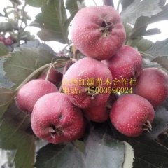 绛县山西王军龙10月大金星山楂