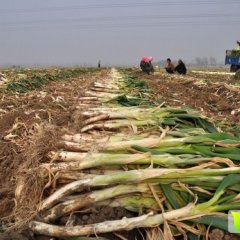 山东昌邑长白大葱营养丰富