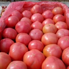 费县姚国全供应番茄