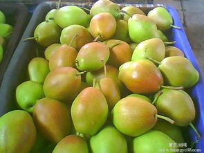 蒲城龙阳党师傅10月红香酥梨