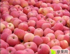 陕西蒲城红苹果长势旺盛