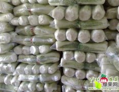 肥城王庄刘宁宁10月北京新三号白菜