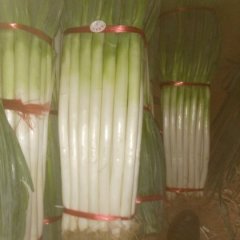 山东坊子铁杆大葱上货量大