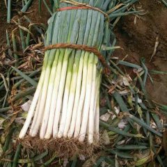 滕州滕州王雪11月铁杆大葱