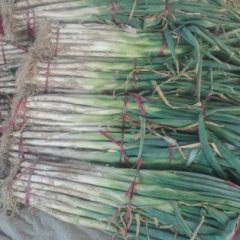 东昌府沙镇刘森华7月长白大葱