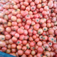 元谋绿色无公害生产种植西红柿