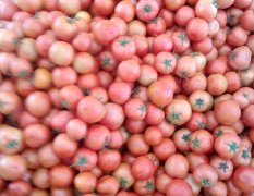 元谋绿色无公害生产种植西红柿