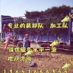 平度铁杆大葱小闫欢迎新老客户前来合作！！！