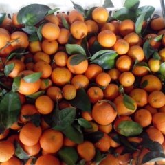 佛冈汤塘芦建12月沙糖桔